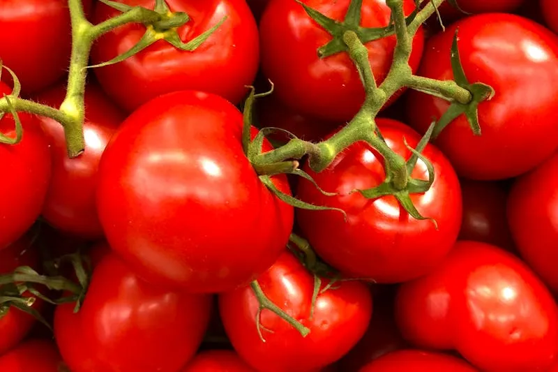 Cherry tomato plants in full production on a sunny balcony in summer — clusters of red and orange fruits ripening against a city backdrop