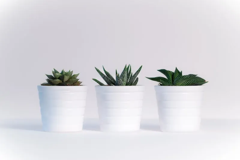 Kokedama and terrarium — creative indoor gardening for flats and apartments