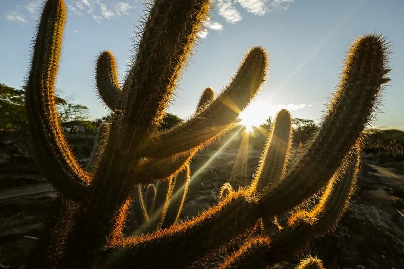 Tall branching cactus backlit by a low sun in the dry scrubland of north-eastern Brazil