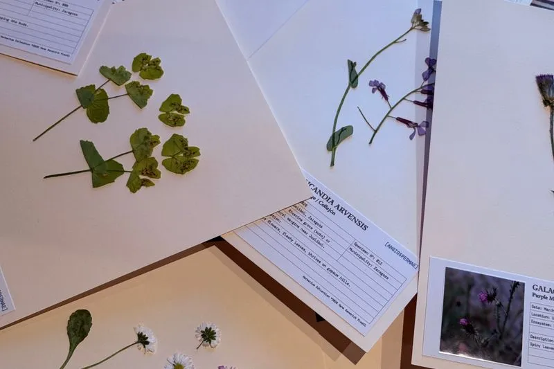 Herbarium sheets spread on a table, with pressed plants and their collection labels