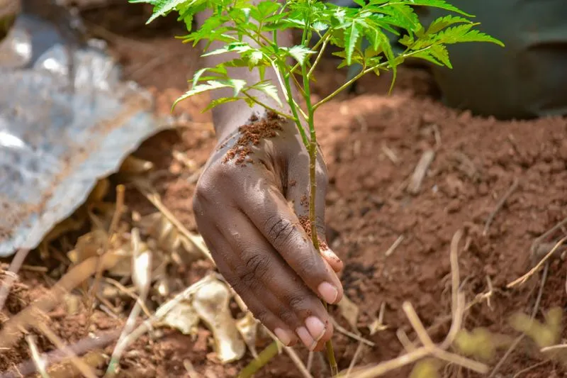 A hand setting a young tree sapling into red soil