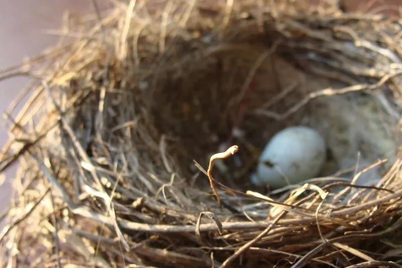 An egg in a nest, a symbolic image for the egg cell