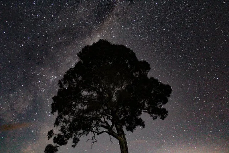 Silhouette of a tree against a star-filled night sky, with the Milky Way behind it