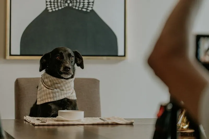 Black dog sitting at a table with a checked napkin tied around its neck, in front of an empty bowl