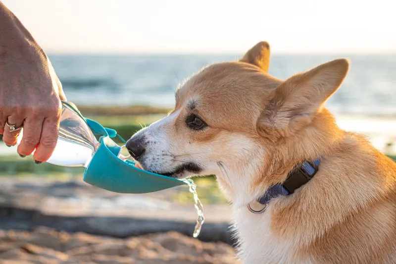 Corgi drinking from the trough of a dog water bottle held out by a hand, by the sea