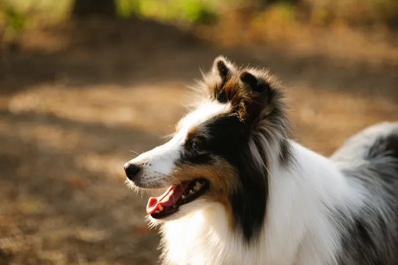 Long-coated collie in white, black and tan, seen in profile with its mouth open, on a sunlit path