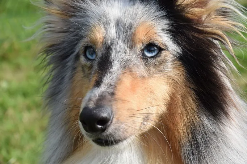 Close-up of a blue merle rough collie with blue eyes and a serious look