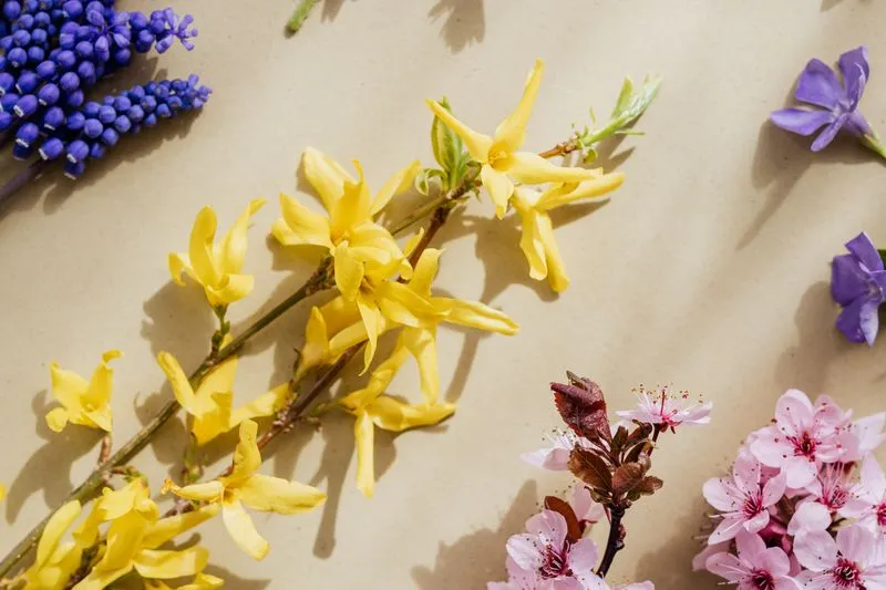 Sprigs of yellow forsythia, blue grape hyacinth, purple periwinkle and pink blossom laid on beige paper, seen from above