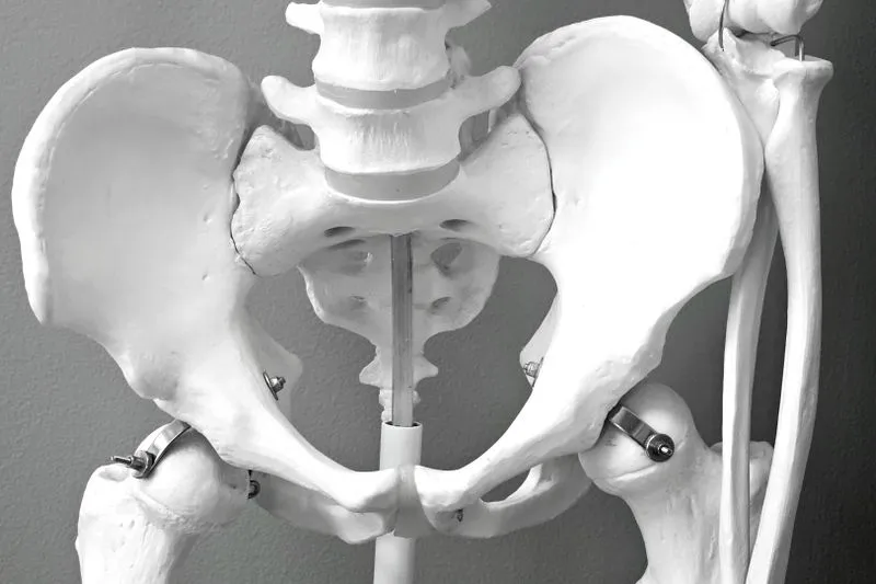 Front view of an anatomical pelvis model in black and white: hip bones, sacrum, lower spine and, bottom centre, the pubic arch