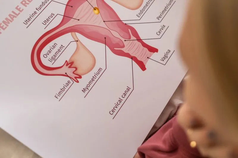 Teaching chart of the female reproductive system with the vagina, cervix and uterus labelled, looked at closely by a woman