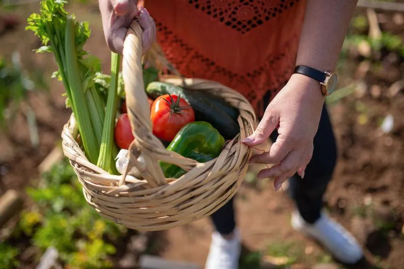 Wicker basket of tomatoes, celery, cucumber and green pepper carried through a vegetable garden