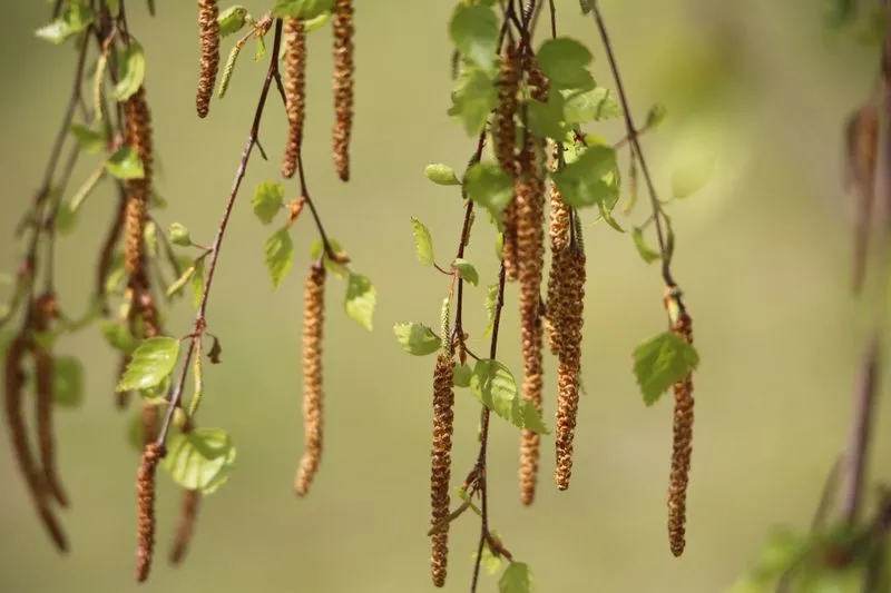 Pollen-laden birch catkins hanging from slender branches with young green leaves