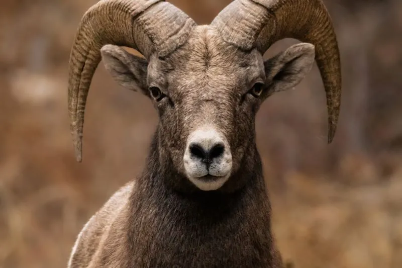 Head-on portrait of a wild ram with thick curled horns, staring straight into the camera