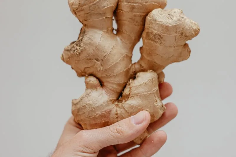 A hand holding a knobbly root of fresh ginger against a pale background