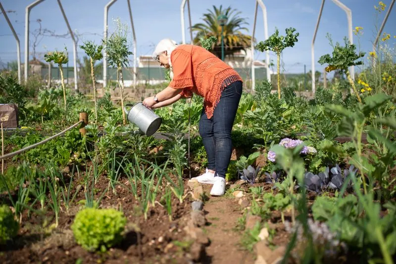 A white-haired gardener bending over her vegetable plants with a metal watering can