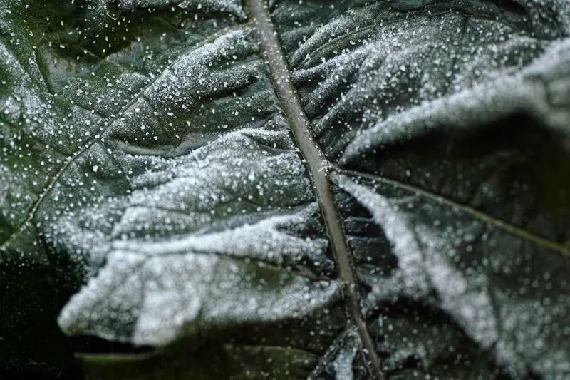 A broad green leaf dusted with frost, its central vein standing out