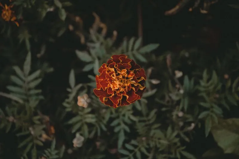 A red and orange French marigold flower among its finely cut foliage