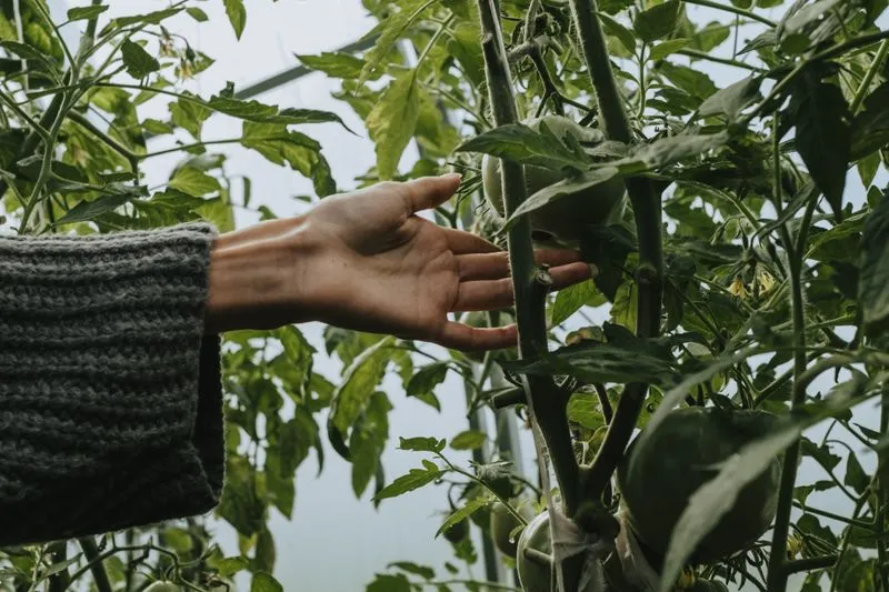 A hand reaching between tall tomato plants laden with green fruit, their stems tied to supports in a greenhouse