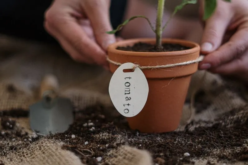 Hands holding a young tomato plant in a terracotta pot labelled “tomato”, set on potting compost