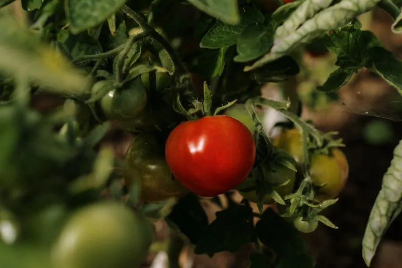 A ripe red tomato among fruit that is still green on a tomato plant in a vegetable garden