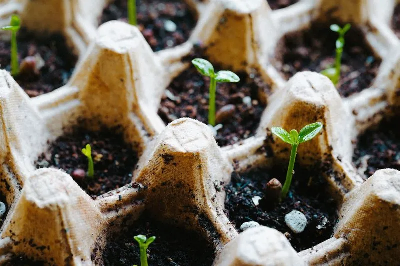 Seedlings showing their first pair of leaves in the cups of an egg box filled with compost
