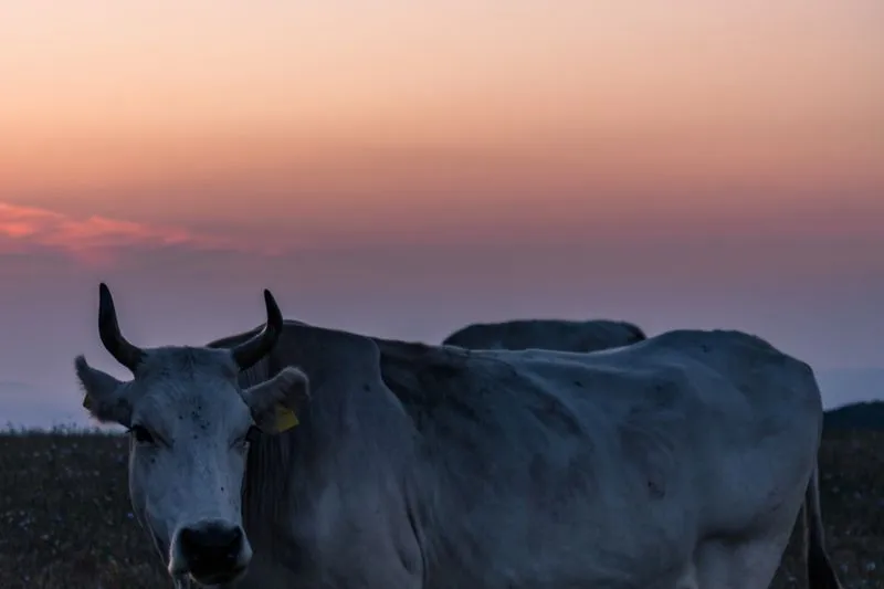 White cattle with upturned horns in a field under a pink sunset sky