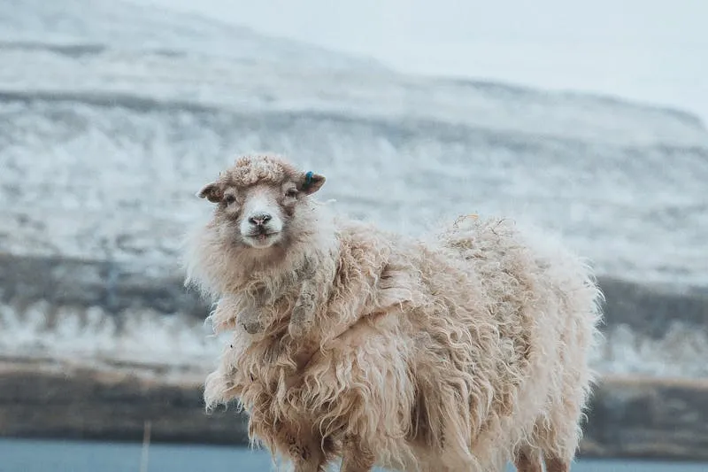 Textile composition label showing 100% long-staple cotton