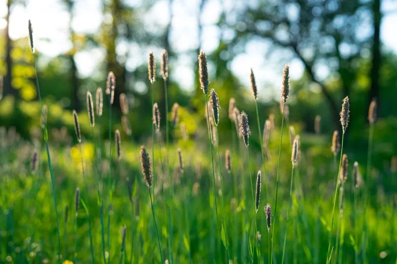 Tall flowering grass at the edge of a wood, in dappled light under the trees