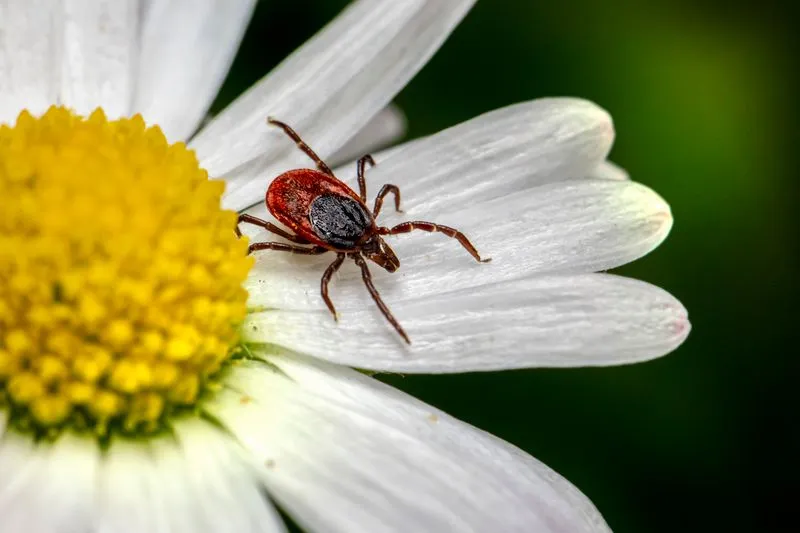 Adult tick with a reddish-brown body and a black shield, resting on the petal of a white flower