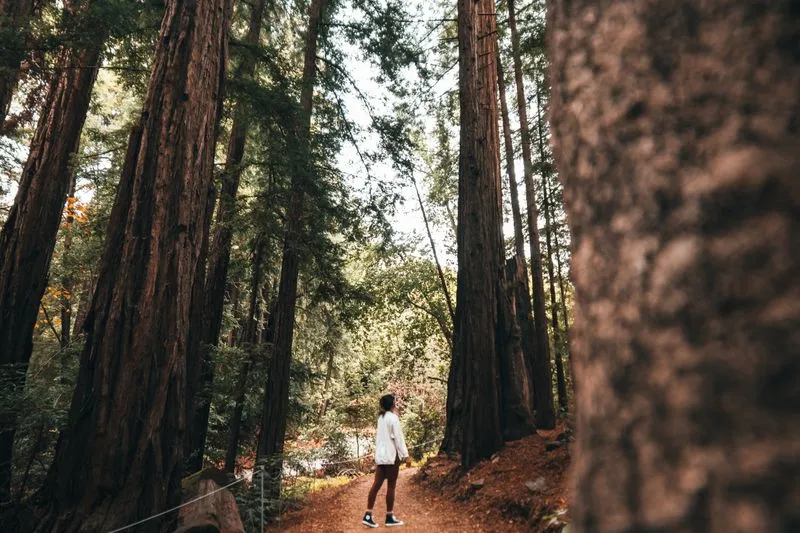Walker in long trousers and closed shoes on a clear woodland path among tall trees