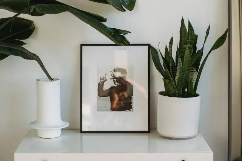 Black frame leaning against the wall on a white cabinet, between a white vase and a potted snake plant, under the large leaves of a houseplant