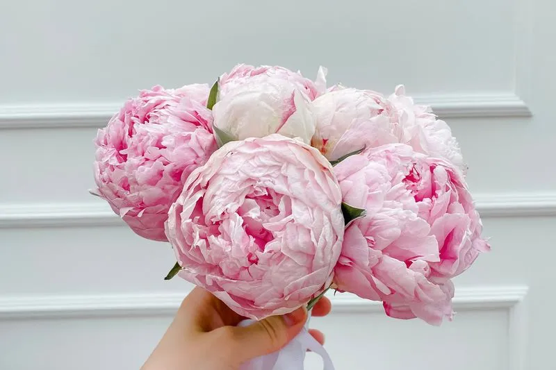 Hand holding a bouquet of pink peonies
