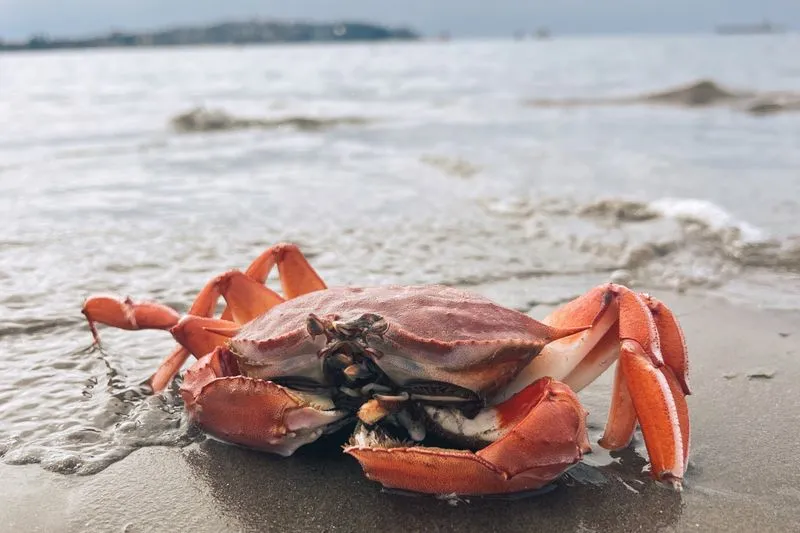 Orange crab on wet sand at the water's edge