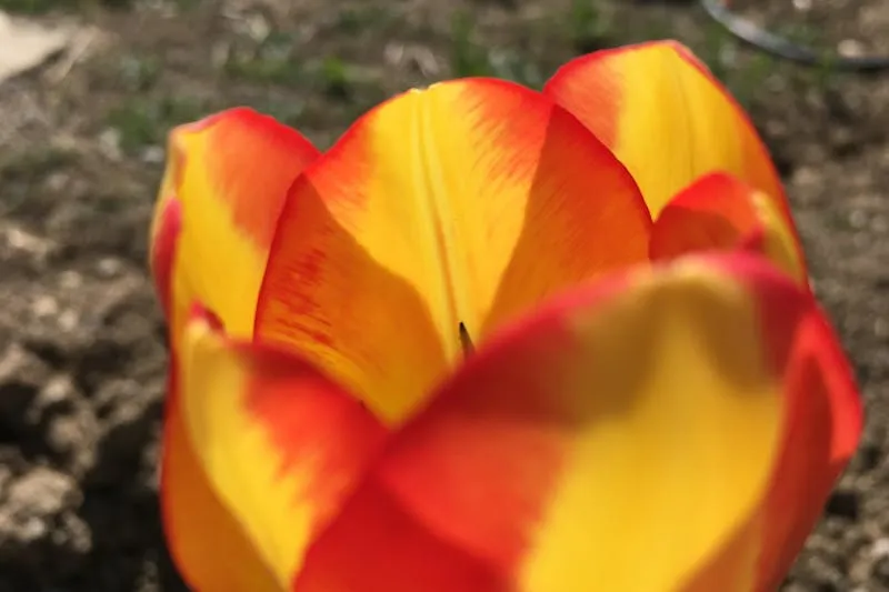 New mother gently rising from hospital bed after caesarean