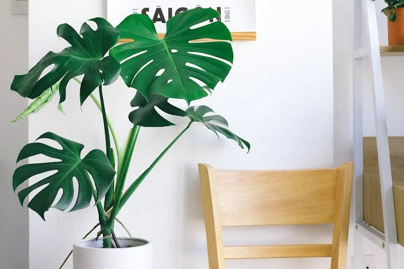Monstera deliciosa with large fenestrated leaves in a bright living room