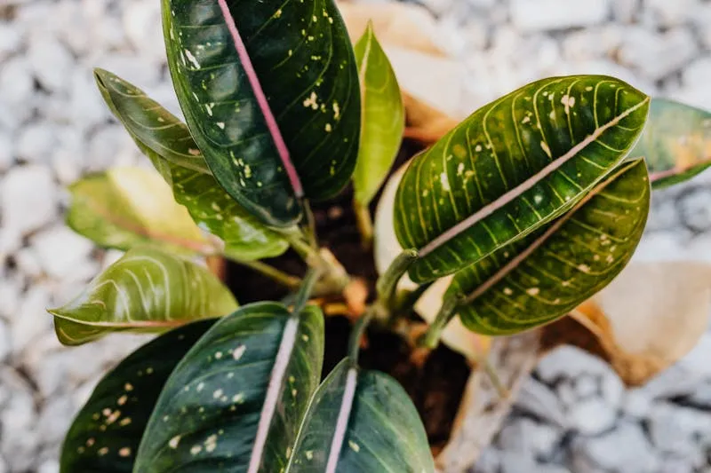 ZZ plant with glossy leaves in a black pot